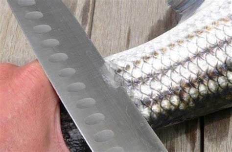 A fish scaled easily from tail to head