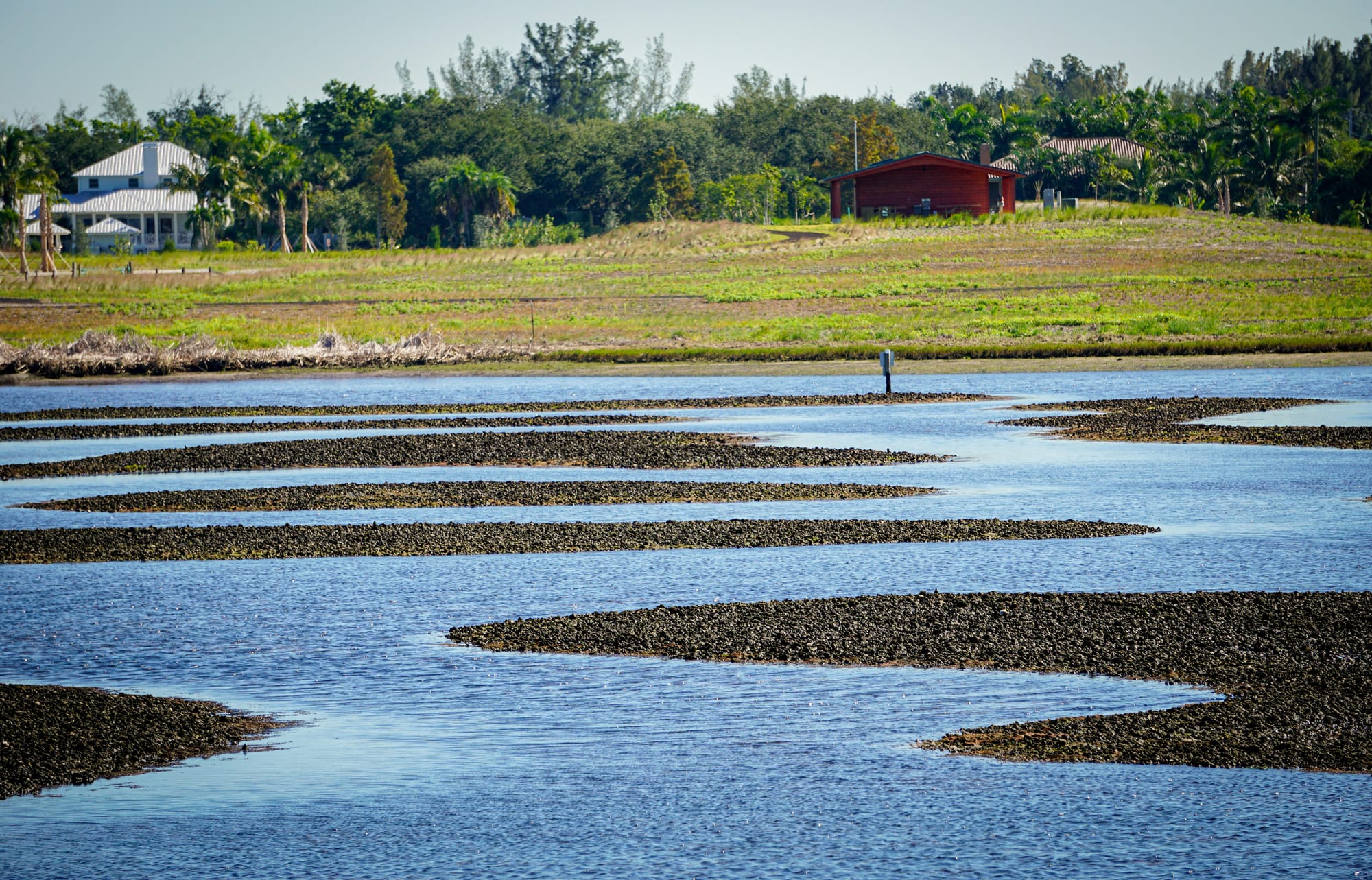 Oyster beds in in the Tampa Bay area