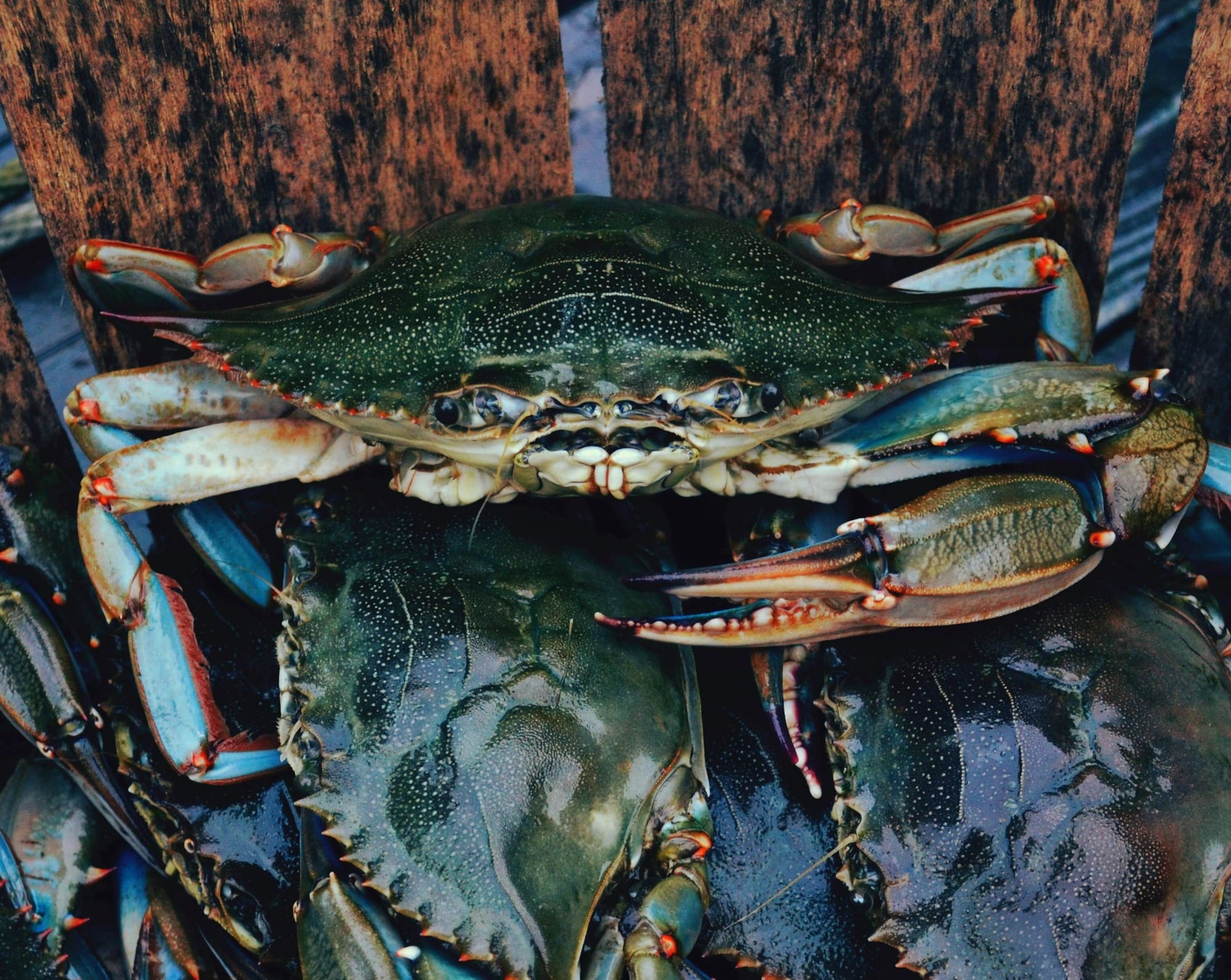 live fresh blue crabs