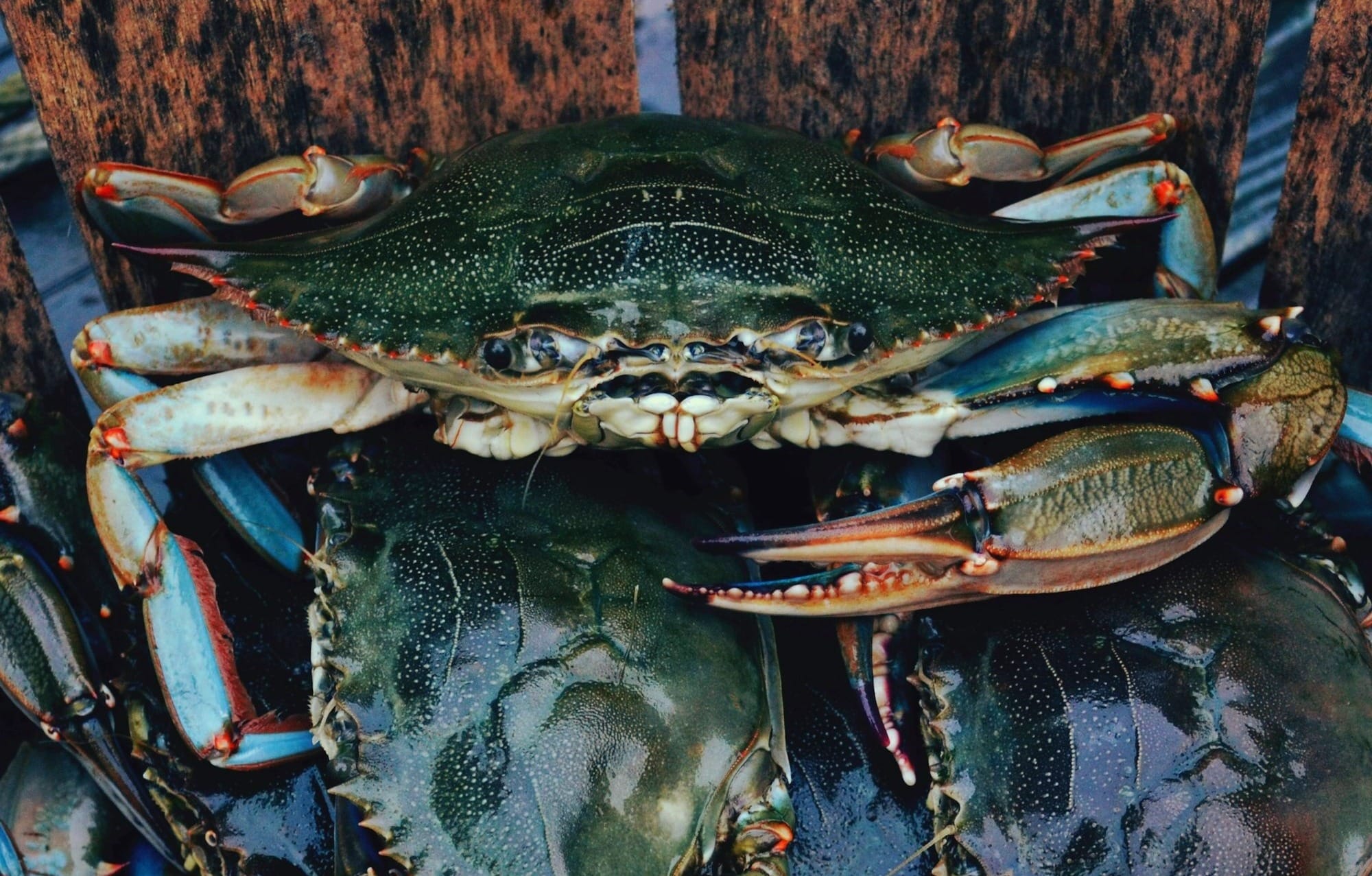 live blue crabs