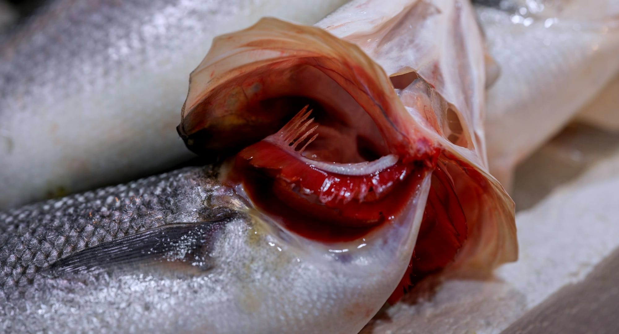 Fish with open gills